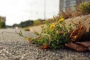 des fleurs jaunes sauvages ont poussé à travers des fissures dans l'asphalte, la vie citadine photo