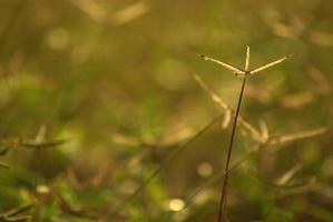 champ de mauvaises herbes d'herbe de crowfoot dans la lumière du matin photo