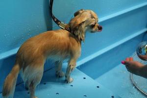 drôle de chien chihuahua avec fourrure humide debout dans une salle de bain après le bain et le lavage dans un salon de toilettage. hygiène professionnelle, bien-être, procédures de spa du concept d'animaux. idée de soins pour animaux de compagnie. fermer photo