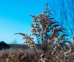 roseau sec contre un ciel bleu clair par une journée ensoleillée à l'extérieur. fond naturel abstrait dans des couleurs neutres. panicules d'herbe de pampa à la mode minimales. mise au point sélective photo