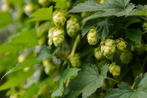 concept d'agriculture et d'agriculture. cônes de houblon bio mûrs verts frais pour faire de la bière et du pain, gros plan. houblon frais pour la production brassicole. plante de houblon poussant dans le jardin ou la ferme. photo