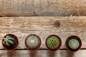 plante de cactus différente sur fond en bois. décoration de la maison de style scandinave. concept de passe-temps de plante d'intérieur de floriculture. photo