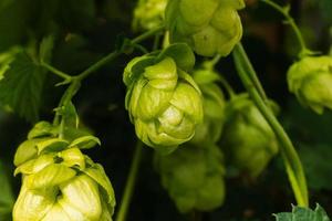 concept d'agriculture et d'agriculture. cônes de houblon bio mûrs verts frais pour faire de la bière et du pain, gros plan. houblon frais pour la production brassicole. plante de houblon poussant dans le jardin ou la ferme. photo