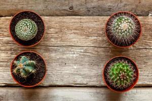 plante de cactus différente sur fond en bois. décoration de la maison de style scandinave. concept de passe-temps de plante d'intérieur de floriculture. photo