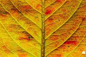 gros plan automne automne texture macro extrême vue de feuille de bois orange rouge feuille d'arbre lueur dans le fond du soleil. fond d'écran nature inspirant octobre ou septembre. concept de changement de saisons. photo