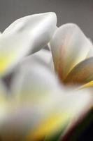 Plumeria fleurs gros plan sur photo