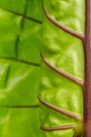 texture des feuilles