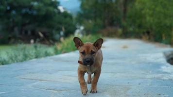 un adorable chien jouant librement dans la cour photo