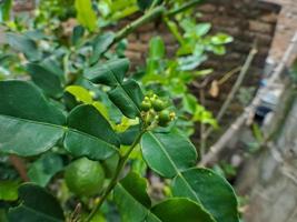 citron vert frais dans un magasin de fruits photo