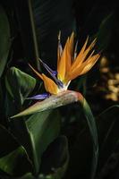 plante oiseau de paradis photo