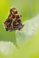papillon de la carte (araschnia levana) photo
