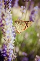 beau papillon assis sur des plantes de lavande photo