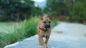 un adorable chien jouant librement dans la cour photo