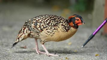 la vue du poulet domestique dans la cour en chine photo