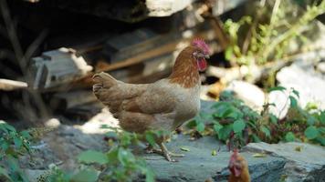 la vue du poulet domestique dans la cour en chine photo