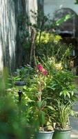 la belle vue sur le jardin avec les fleurs et les tables en pierre dans le village de campagne de la chine photo