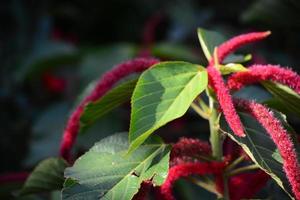 plante sauvage qui fleurit pourpre_red avec des feuilles vertes photo