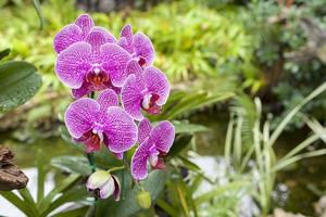 orchidée rose dans un jardin tropical photo