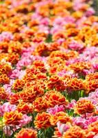 Champ de plantes de fleurs colorées au soleil photo