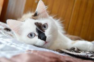 un chat blanc aux yeux bleus et au nez noir se trouve sur le lit. vue rapprochée. photo