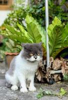 chat persan assis sur un sol en béton et regarde droit. photo