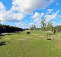 cheval dans les enclos du suffolk photo