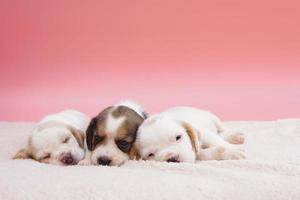 trois chiots beagle mignons sur fond rose. photo