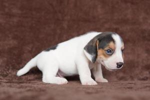 les beagles ont un excellent nez. les beagles sont utilisés dans une gamme de procédures de recherche. les beagles ont un excellent nez. l'image du chien a un espace de copie. photo