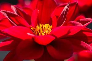 plat dahlia rouge photo