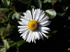 gros plan d'une marguerite photo