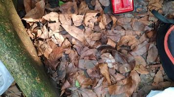 fond de feuilles séchées avec ornement de racines d'arbres photo