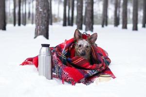 petit chien aux grandes oreilles enveloppé dans un plaid à carreaux rouges sur une neige. pique-nique dans la forêt d'hiver avec thé chaud en thermos et tasse. photo