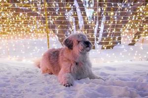 chien de berger russe du sud à poil long blanc dans une rue sur fond de lumières de noël. photo