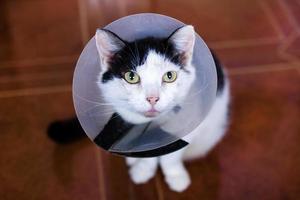 beau chat noir-blanc avec collier médical en plastique est assis sur un sol et regarde dans la caméra. photo