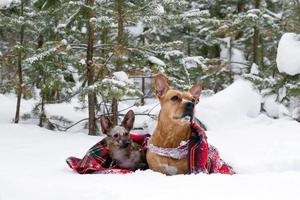 deux chiens sur un plaid à carreaux rouges sur une neige sur fond de forêt de conifères d'hiver. photo