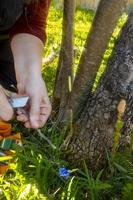 une femme enveloppe un arbre greffé avec un ruban isolant dans le jardin pour retenir l'humidité en gros plan photo