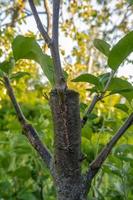 tige envahie de cambium, greffée sur une branche d'un pommier au printemps dernier. arbres fruitiers greffés photo