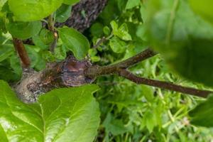 tige envahie de cambium, greffée sur une branche d'un pommier au printemps dernier. arbres fruitiers greffés photo