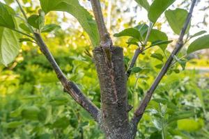 tige envahie de cambium, greffée sur une branche d'un pommier au printemps dernier. arbres fruitiers greffés photo