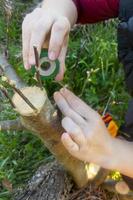 gros plan du greffage à la main de l'agriculteur implantant un arbre avec du ruban de greffage photo