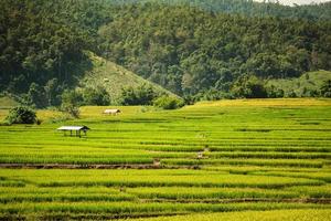 approche de la saison de récolte du riz doré photo