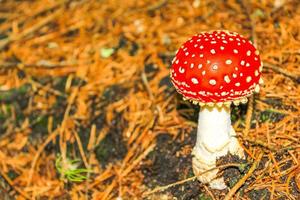 beau champignon vénéneux rouge champignons champignon dans la forêt allemagne. photo