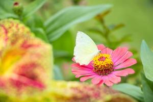 papillon mange le sirop sur la fleur.