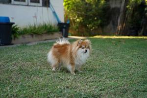 le poméranien se tient devant la maison et est un chien très alerte. photo