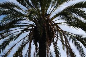 silhouette de cocotier sur les nuages, palmier tropical dans le ciel, branche tropique extérieure, gros plan de feuillage tropique, fronde de plante verte sur le vent, arbres exotiques en vacances à la plage. photo