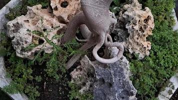 Les racines de ficus des îles vertes dans les coraux sont également connues sous le nom de ficus microcarpa. cette plante est originaire du sud de la chine et de l'île d'océanie photo