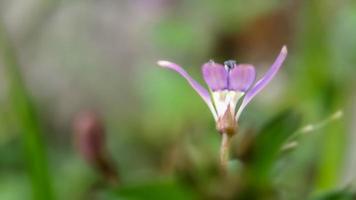 arrière-plan flou cleome rutidosperma fleur araignée frangée photo