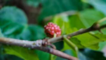 arrière-plan flou brésilien blackberry morus celtidifolia photo