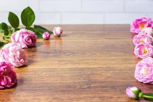 églantier rose rosa canina fleurs thème de la saint valentin photo