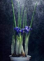 fleurs d'iris sur fond noir photo